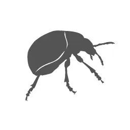Bed Bugs Treatment - Conway Pest Control