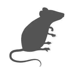 Rodents Control - Conway Pest Control